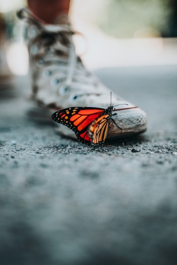 Butterflies In Winter